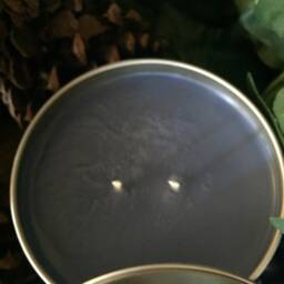 Blueberry Cobbler Handmade Hand Poured 16 Oz Soy Candle in Metal Tin With Matching Lid - thumbnail 3