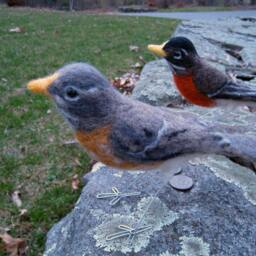 Mr. Or Mrs. American Robin, Needle Felted Bird Art Fiber Sculpture - thumbnail 2