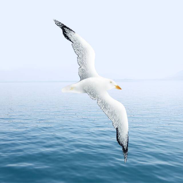 Simply. Fly High Flying Seagull Bird Wall Art Beach Coastal & Nautical Decor Wooden Painted White Large Hanging Sculpture - image 1