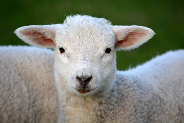 Black & White Sheep Nursery Art Print Farmhouse Decor - Digital Download - image 1
