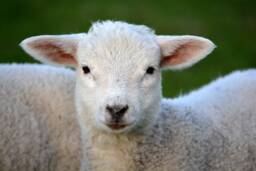 Black & White Sheep Nursery Art Print Farmhouse Decor - Digital Download - thumbnail 1