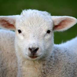 Black & White Sheep Nursery Art Print Farmhouse Decor - Digital Download - thumbnail 4