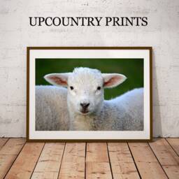 Black & White Sheep Nursery Art Print Farmhouse Decor - Digital Download - thumbnail 2