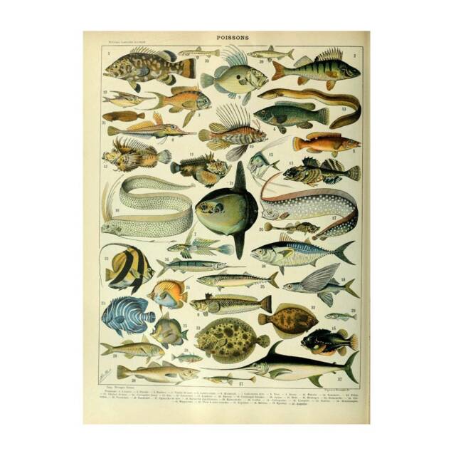 Vintage Poissons Chart Print, Fish Nature Print