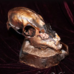 Deer Fawn Skull With Onyx, Jasper & Gemstone Accents - thumbnail 2