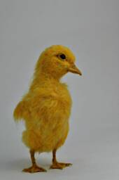 Needle Felted Bird Yellow Easter Duckling Soft Sculpture. Made To Custom Order