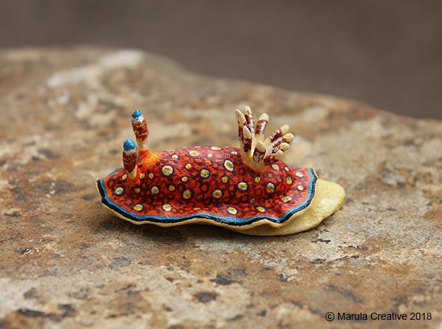 Charlot The Nudibranch - Goniobranchus Charlottae - image 1