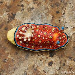 Charlot The Nudibranch - Goniobranchus Charlottae - thumbnail 3