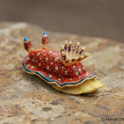 Charlot The Nudibranch - Goniobranchus Charlottae - thumbnail 2