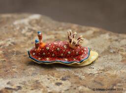 Charlot The Nudibranch - Goniobranchus Charlottae - thumbnail 1