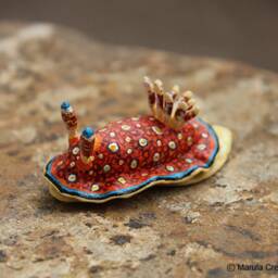 Charlot The Nudibranch - Goniobranchus Charlottae - thumbnail 4