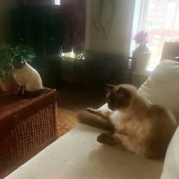 Paper Mache Clay Cat Sculpture - Bandit The Siamese - thumbnail 4