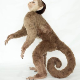 Made To Order Life-Sized Needle Felted Capuchin Monkey Custom Needle Felted Animal Sculpture - thumbnail 4