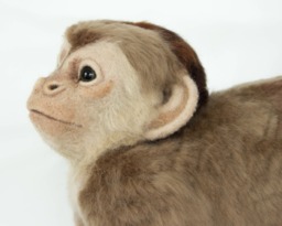 Made To Order Life-Sized Needle Felted Capuchin Monkey Custom Needle Felted Animal Sculpture
