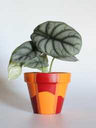 Hand Painted Terracotta Plant Pot With Drainage Customisable Colours & Size Optional Saucer - thumbnail 1