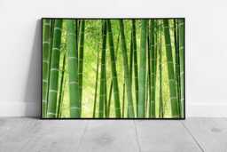 Vibrant Green Bamboo Forest Japan Sunny Day Wall Art Print - Framed Nature Picture Decor - thumbnail 1