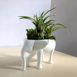 Elephant Planter For Hygge Home Cactus Planter, Air Plant Holder, Succulent Cute Animal Pot Holder - thumbnail 3