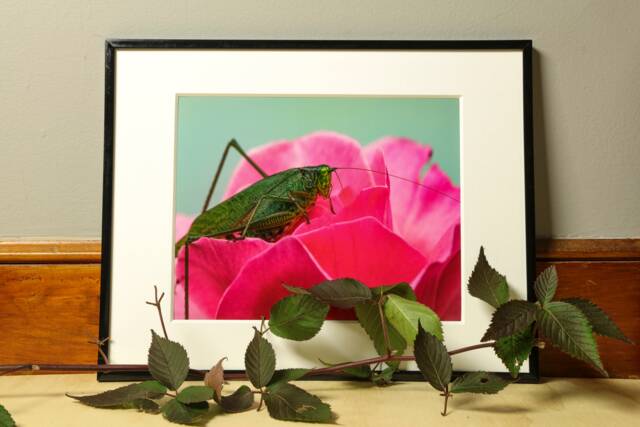 Grasshopper Photograph, Nature Photography, Wall Art, Bedroom Decor, Living Room Peaceful Photography Prints - image 1