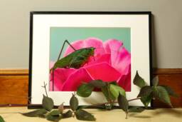 Grasshopper Photograph, Nature Photography, Wall Art, Bedroom Decor, Living Room Peaceful Photography Prints - thumbnail 1