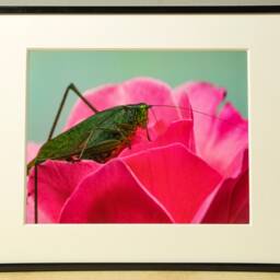 Grasshopper Photograph, Nature Photography, Wall Art, Bedroom Decor, Living Room Peaceful Photography Prints - thumbnail 2