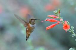 Hummingbird Art Decor, Nature Wall Art, Sage, Nursery Printable Digital Download - thumbnail 1
