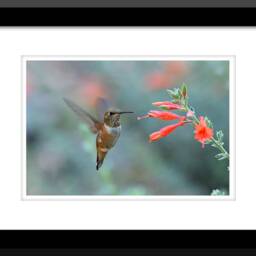Hummingbird Art Decor, Nature Wall Art, Sage, Nursery Printable Digital Download - thumbnail 2