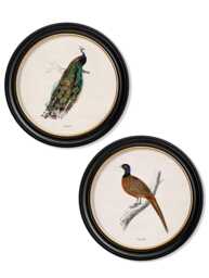Vintage Peacock & Pheasant Print // Round Frames Set Of 2 Or Individual C.1809 - thumbnail 1