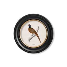 Vintage Peacock & Pheasant Print // Round Frames Set Of 2 Or Individual C.1809 - thumbnail 2