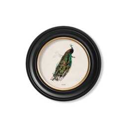 Vintage Peacock & Pheasant Print // Round Frames Set Of 2 Or Individual C.1809 - thumbnail 3