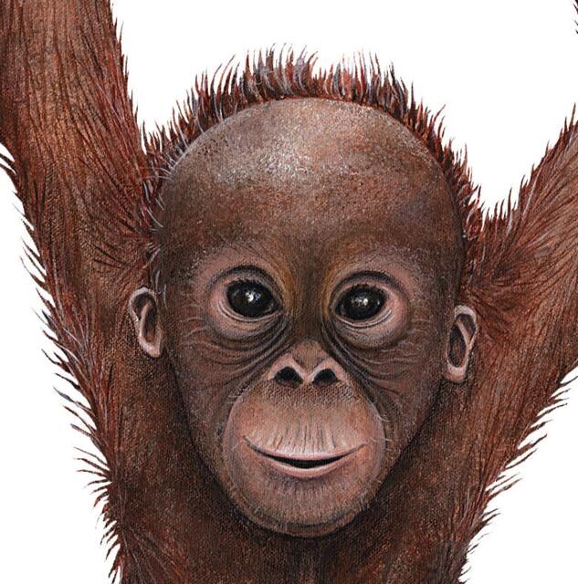 Orangutan Wall Decal - image 1