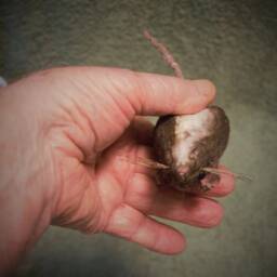 Rat Sculpture - thumbnail 4
