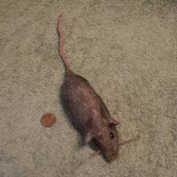 Rat Sculpture - thumbnail 3