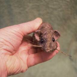 Rat Sculpture - thumbnail 1