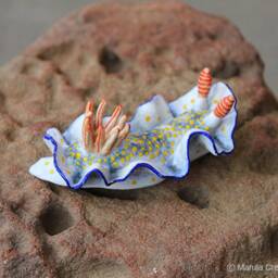 Landi The Nudibranch - Hypselodoris Bollandi - thumbnail 4