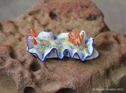 Landi The Nudibranch - Hypselodoris Bollandi - thumbnail 1