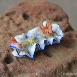 Landi The Nudibranch - Hypselodoris Bollandi - thumbnail 2
