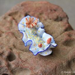 Landi The Nudibranch - Hypselodoris Bollandi - thumbnail 3