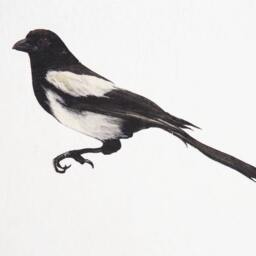 Magpie Sticker Wall Decal - thumbnail 2