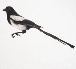 Magpie Sticker Wall Decal