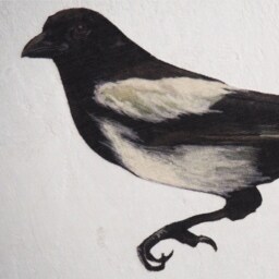 Magpie Sticker Wall Decal - thumbnail 3