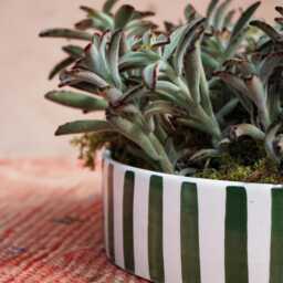Mid-Season Sale Handmade Green Striped Ceramic Dish, Planter, Glazed Pottery, Moroccan Atlas Mountains - thumbnail 2
