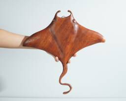 Manta Ray Sculpture, Wooden Statue, Wood Wall Art, Carving, Marine Life, Beach Office Decor, Natural Piece, Birthday Gift - thumbnail 1