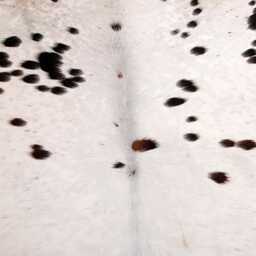 Black & White Cowhide Rug Natural Hair-On Leather Area Rug - thumbnail 3