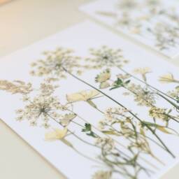 Frosted Meadow - Print Reproduction Artwork Of Pressed Flowers 100% Cotton Rag Paper Botanical Art - thumbnail 3