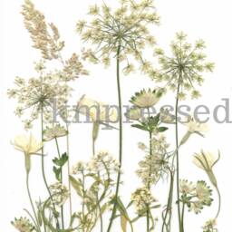 Frosted Meadow - Print Reproduction Artwork Of Pressed Flowers 100% Cotton Rag Paper Botanical Art - thumbnail 2