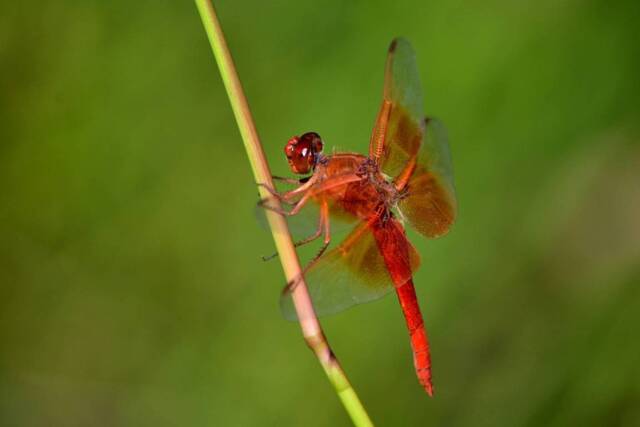 Instant Download, Dragonfly Wall Art, Orange Dragonfly, Nature Photography, Decor - image 1