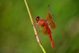 Instant Download, Dragonfly Wall Art, Orange Dragonfly, Nature Photography, Decor
