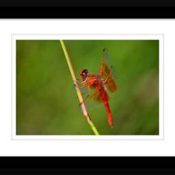 Instant Download, Dragonfly Wall Art, Orange Dragonfly, Nature Photography, Decor - thumbnail 2