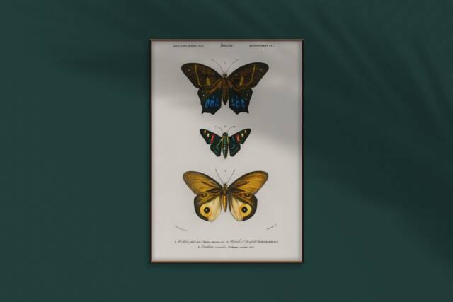 Different Types Of Butterflies Wall Art - 1806-1876. Professional Print Quality Poster Art - image 1