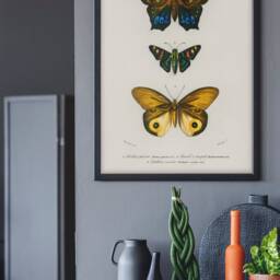 Different Types Of Butterflies Wall Art - 1806-1876. Professional Print Quality Poster Art - thumbnail 2